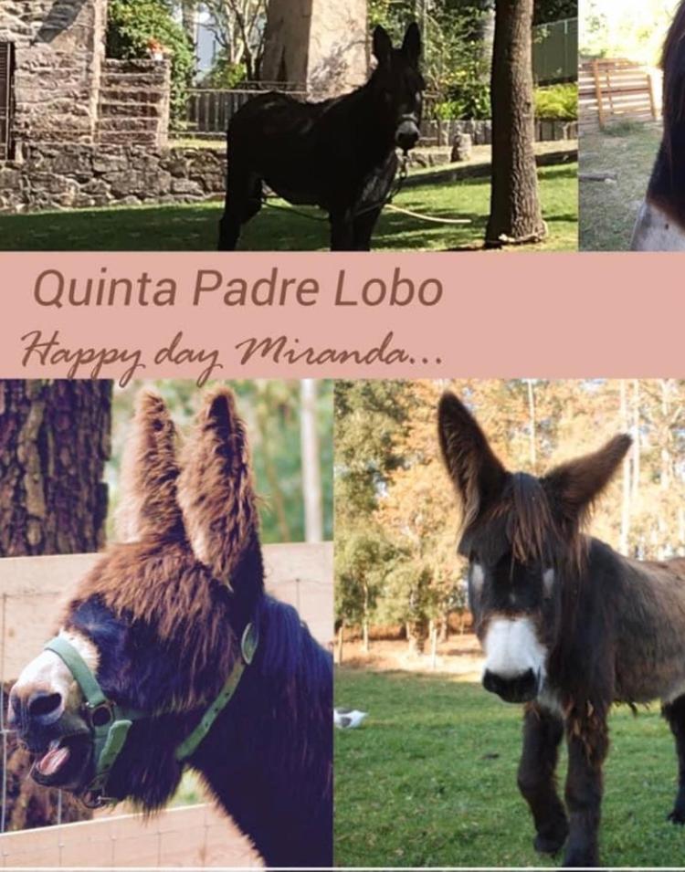 Quinta Padre Lobo Guest House ซังตามาเรีย ดา เฟย์รา ภายนอก รูปภาพ